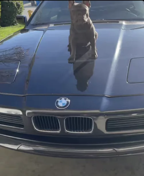 Frenchie Barbie Girl is ready for some Serious Drifting !!!